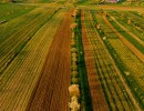 dji