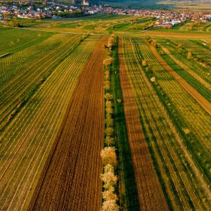 dji