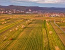 dji